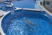 The Dolphin Experience in St. Augustine